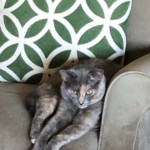 Arlene Gribben - Three Arlene Gribben - Three