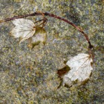 Buck Myers - Three Buck Myers - Three