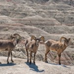 Fritz Ernst - Three Fritz Ernst - Three