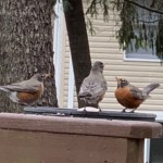 MaryLu Bednarsky - Three MaryLu Bednarsky - Three