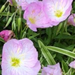 Arlene-Gribben-Flowers Arlene-Gribben-Flowers