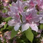 Arline Sachs - Flowers Arline Sachs - Flowers