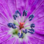 Buck Myers - Flowers Buck Myers - Flowers