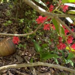 Charlotte-Rosenfield-Flowers Charlotte-Rosenfield-Flowers