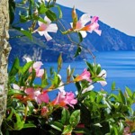 David Drachsler - Flowers David Drachsler - Flowers