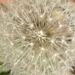 Elizabeth Lonoff - Flowers Elizabeth Lonoff - Flowers