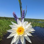 Jona Wheeler - Flowers Jona Wheeler - Flowers