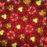 Mary Lu Bednarsky - Flowers Mary Lu Bednarsky - Flowers