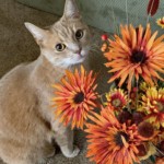 Ray Bednarsky - Flowers Ray Bednarsky - Flowers