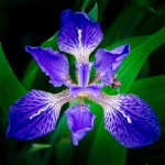 Richard Steelman - Flowers Richard Steelman - Flowers