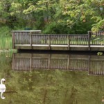 Kathy Dillon - Swans at the bridge Kathy Dillon - Swans at the bridge