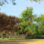 Charlotte Rosenfield - Fences Charlotte Rosenfield - Fences