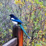 Ray Bednarsky - Fences Ray Bednarsky - Fences