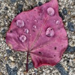 Charlotte Rosenfield - Droplets Charlotte Rosenfield - Droplets