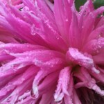 Elizabeth Lonoff - Droplets Elizabeth Lonoff - Droplets