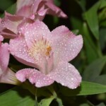 Kathy Dillon - Droplets Kathy Dillon - Droplets