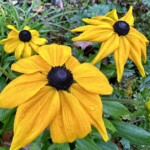 Mary Lu Bednarsky - Droplets Mary Lu Bednarsky - Droplets