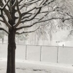 Arlene Gribben - Trees Arlene Gribben - Trees