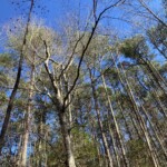 Arline Sachs - Trees Arline Sachs - Trees