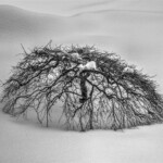 Buck Myers - Trees Buck Myers - Trees