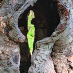 Charlotte Rosenfield - Trees Charlotte Rosenfield - Trees