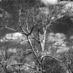 David Drachsler - Trees David Drachsler - Trees