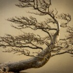 Doug O'Boyle - Trees Doug O'Boyle - Trees