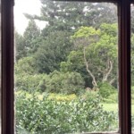 Elizabeth Lonoff - Trees Elizabeth Lonoff - Trees