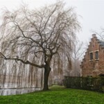 Fritz Ernst - Trees Fritz Ernst - Trees