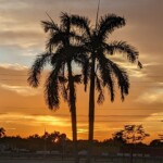 Jona Wheeler - Trees Jona Wheeler - Trees