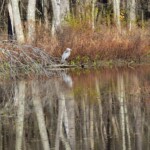 Kathy Dillon - Trees Kathy Dillon - Trees