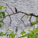 Mary Lu Bednarsky - Trees Mary Lu Bednarsky - Trees