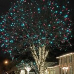 Ray Bednarsky - Trees Ray Bednarsky - Trees