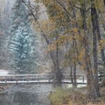 Steve Brown - Trees Steve Brown - Trees