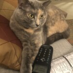 Arlene Gribben - House Cat on Call Arlene Gribben - House Cat on Call