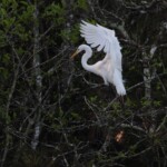 Doug O'Boyle-Egret, near Everglades Florida Doug O'Boyle-Egret, near Everglades Florida