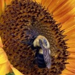 Elizabeth Lonoff - Bee on Flower Elizabeth Lonoff - Bee on Flower