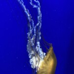 Elizabeth Lonoff - Jellyfish Elizabeth Lonoff - Jellyfish