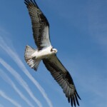 Fritz Ernst - Osprey in flight Fritz Ernst - Osprey in flight