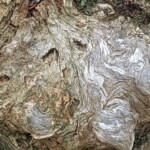 Jona Wheeler - Patterns in a tree stump Jona Wheeler - Patterns in a tree stump