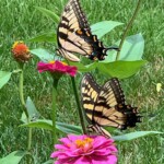 Mary Lu Bednarsky - Butterflies Mary Lu Bednarsky - Butterflies