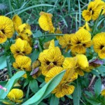 MaryLu Bednarsky - Pansies MaryLu Bednarsky - Pansies