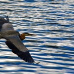Ray Bednarsky - Bird in Flight Ray Bednarsky - Bird in Flight