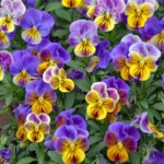 Ray Bednarsky - Pansies Ray Bednarsky - Pansies