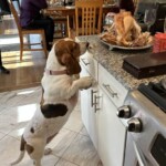 Richard Martin - Hungry Dog Richard Martin - Hungry Dog