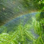 Richard Martin - Water Spray Rainbow Richard Martin - Water Spray Rainbow