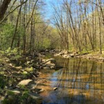 Mary Lu Bednarsky - Reflections Mary Lu Bednarsky - Reflections