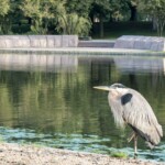 Steve Brown - Reflections Steve Brown - Reflections