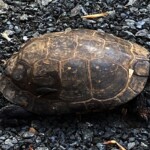 Arline Sachs - Turtle Arline Sachs - Turtle