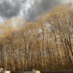 Charlotte Rosenfield - Trees Charlotte Rosenfield - Trees